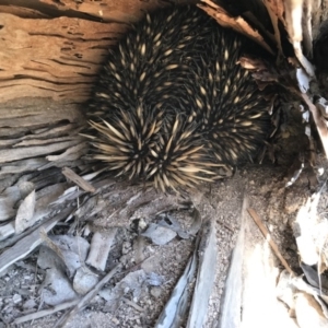 Tachyglossus aculeatus at Forde, ACT - 8 Oct 2017 05:13 PM