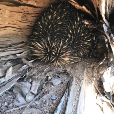 Tachyglossus aculeatus (Short-beaked Echidna) at Mulligans Flat - 8 Oct 2017 by JasonC