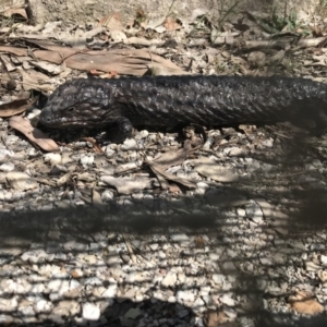 Tiliqua rugosa at Forde, ACT - 8 Oct 2017 05:14 PM