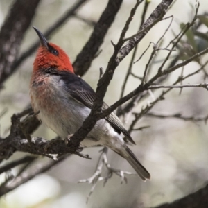 Myzomela sanguinolenta at Acton, ACT - 7 Oct 2017