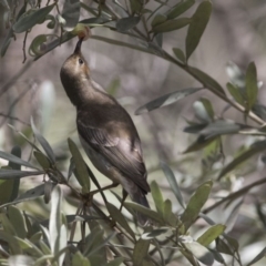 Myzomela sanguinolenta at Acton, ACT - 7 Oct 2017