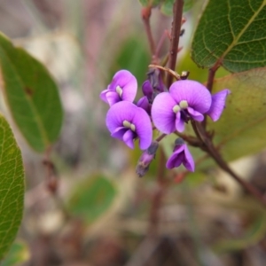 Hardenbergia violacea at Red Hill, ACT - 8 Oct 2017 01:07 PM