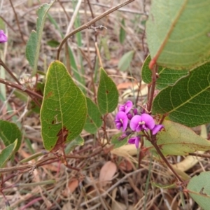 Hardenbergia violacea at Red Hill, ACT - 8 Oct 2017 01:07 PM