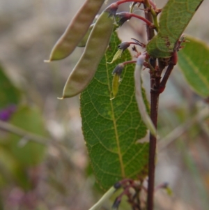 Hardenbergia violacea at Red Hill, ACT - 8 Oct 2017 01:07 PM