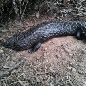 Tiliqua rugosa at Majura, ACT - 8 Oct 2017