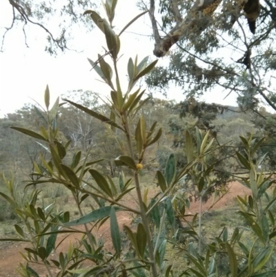 Olea europaea subsp. cuspidata (African Olive) at Majura, ACT - 21 Oct 2017 by WalterEgo