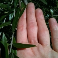 Olea europaea subsp. cuspidata at Majura, ACT - 21 Oct 2017