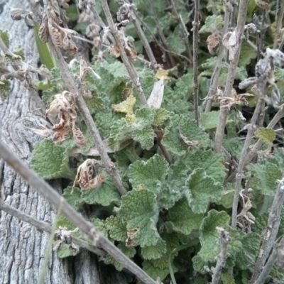 Marrubium vulgare (Horehound) at Majura, ACT - 8 Oct 2017 by WalterEgo