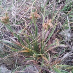 Luzula densiflora (Dense Wood-rush) at Kambah, ACT - 8 Oct 2017 by RosemaryRoth