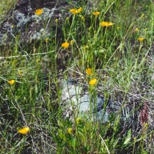 Ranunculus lappaceus at Point Hut to Tharwa - 17 Nov 2001 12:00 AM