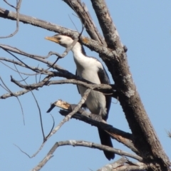 Microcarbo melanoleucos (Little Pied Cormorant) at Molonglo, ACT - 3 Oct 2017 by michaelb