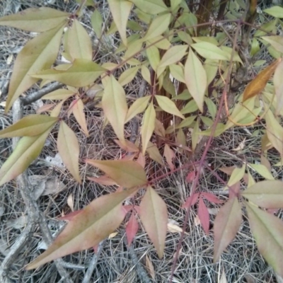 Nandina domestica (Sacred Bamboo) at Majura, ACT - 8 Oct 2017 by WalterEgo