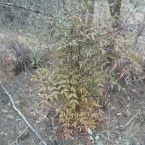 Nandina domestica at Majura, ACT - 8 Oct 2017