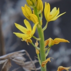 Bulbine glauca (Rock Lily) at Molonglo, ACT - 3 Oct 2017 by michaelb