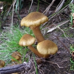 Armillaria luteobubalina (Australian Honey Fungus) at Wyndham, NSW - 8 Feb 2017 by NormClarke