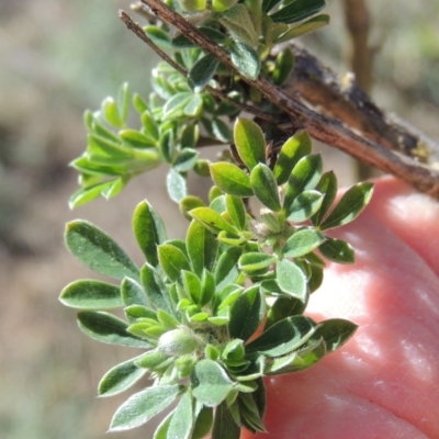 Genista monspessulana (Cape Broom, Montpellier Broom) at Molonglo River Reserve - 3 Oct 2017 by michaelb