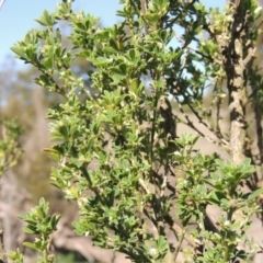 Genista monspessulana at Molonglo River Reserve - 3 Oct 2017