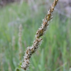 Carex appressa (Tall Sedge) at Molonglo River Reserve - 3 Oct 2017 by michaelb