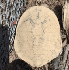 Chelodina longicollis (Eastern Long-necked Turtle) at Gungahlin, ACT - 9 Oct 2017 by CedricBear