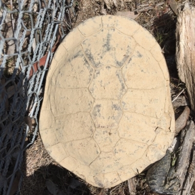 Chelodina longicollis (Eastern Long-necked Turtle) at Mulligans Flat - 9 Oct 2017 by CedricBear