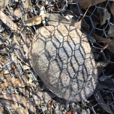 Chelodina longicollis (Eastern Long-necked Turtle) at Gungahlin, ACT - 9 Oct 2017 by CedricBear