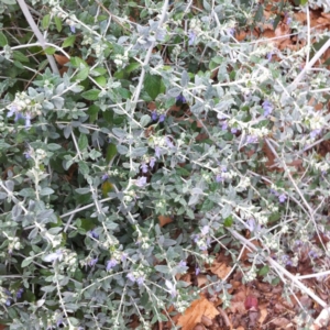 Teucrium fruticans at Hughes, ACT - 8 Oct 2017