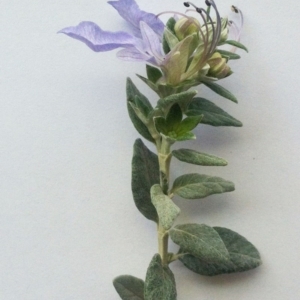 Teucrium fruticans at Hughes, ACT - 8 Oct 2017