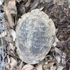 Chelodina longicollis (Eastern Long-necked Turtle) at Mulligans Flat - 9 Oct 2017 by CedricBear