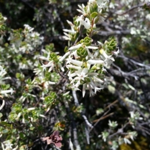 Brachyloma daphnoides at Majura, ACT - 9 Oct 2017