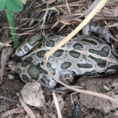 Limnodynastes tasmaniensis (Spotted Grass Frog) at Googong, NSW - 9 Oct 2017 by Wandiyali