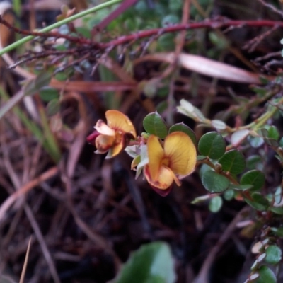 Bossiaea sp. at Kambah, ACT - 11 Oct 2017 by RosemaryRoth