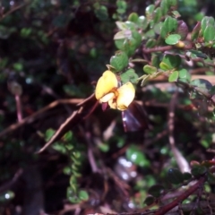 Bossiaea sp. at Kambah, ACT - 11 Oct 2017