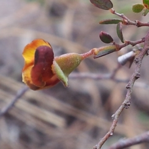 Bossiaea sp. at Kambah, ACT - 11 Oct 2017