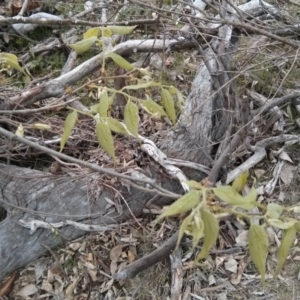 Celtis australis at Majura, ACT - 8 Oct 2017