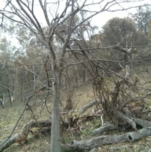 Celtis australis at Majura, ACT - 8 Oct 2017