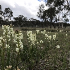 Stackhousia monogyna (Creamy Candles) at Mulligans Flat - 9 Oct 2017 by JasonC