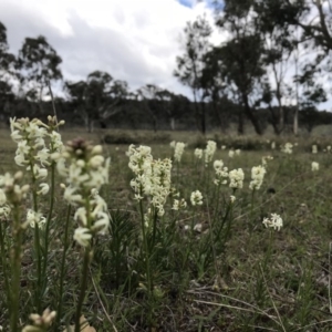 Stackhousia monogyna at Forde, ACT - 9 Oct 2017 08:25 PM