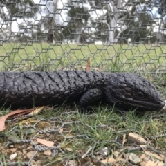 Tiliqua rugosa (Shingleback Lizard) at Mulligans Flat - 9 Oct 2017 by JasonC