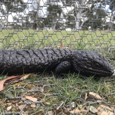 Tiliqua rugosa (Shingleback Lizard) at Forde, ACT - 9 Oct 2017 by JasonC