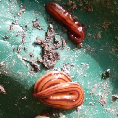 Anzoplana trilineata (A Flatworm) at Flynn, ACT - 5 Jan 2011 by Christine