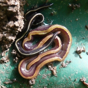 Caenoplana bicolor at Flynn, ACT - 5 Jan 2011 11:34 AM