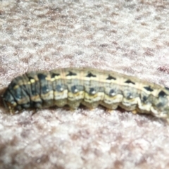 Spodoptera litura (Cluster Caterpillar, Tobacco Cutworm) at Flynn, ACT - 20 Apr 2011 by Christine