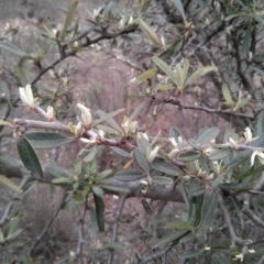 Pyracantha sp. (Firethorn) at Majura, ACT - 8 Oct 2017 by WalterEgo