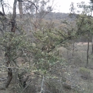 Pyracantha sp. at Majura, ACT - 8 Oct 2017