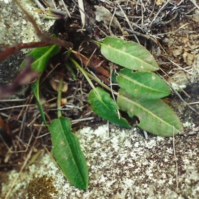 Rumex brownii (Slender Dock) at Conder, ACT - 20 Aug 2001 by michaelb