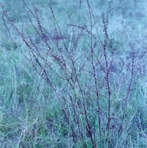 Rumex brownii at Tuggeranong DC, ACT - 1 Feb 2001 12:00 AM