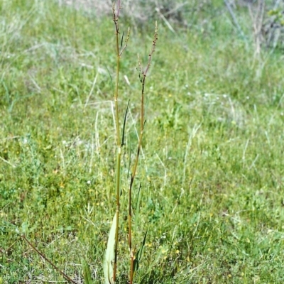 Rumex brownii (Slender Dock) at Tuggeranong Hill - 31 Oct 1999 by michaelb