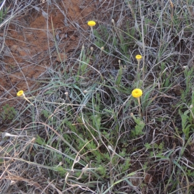 Leptorhynchos squamatus (Scaly Buttons) at Molonglo River Reserve - 3 Oct 2017 by michaelb