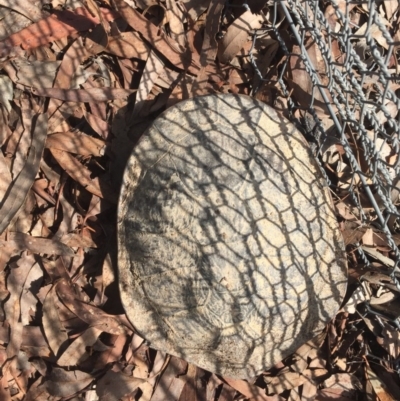 Chelodina longicollis (Eastern Long-necked Turtle) at Mulligans Flat - 9 Oct 2017 by CedricBear