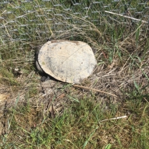 Chelodina longicollis at Gungahlin, ACT - 10 Oct 2017 10:39 AM